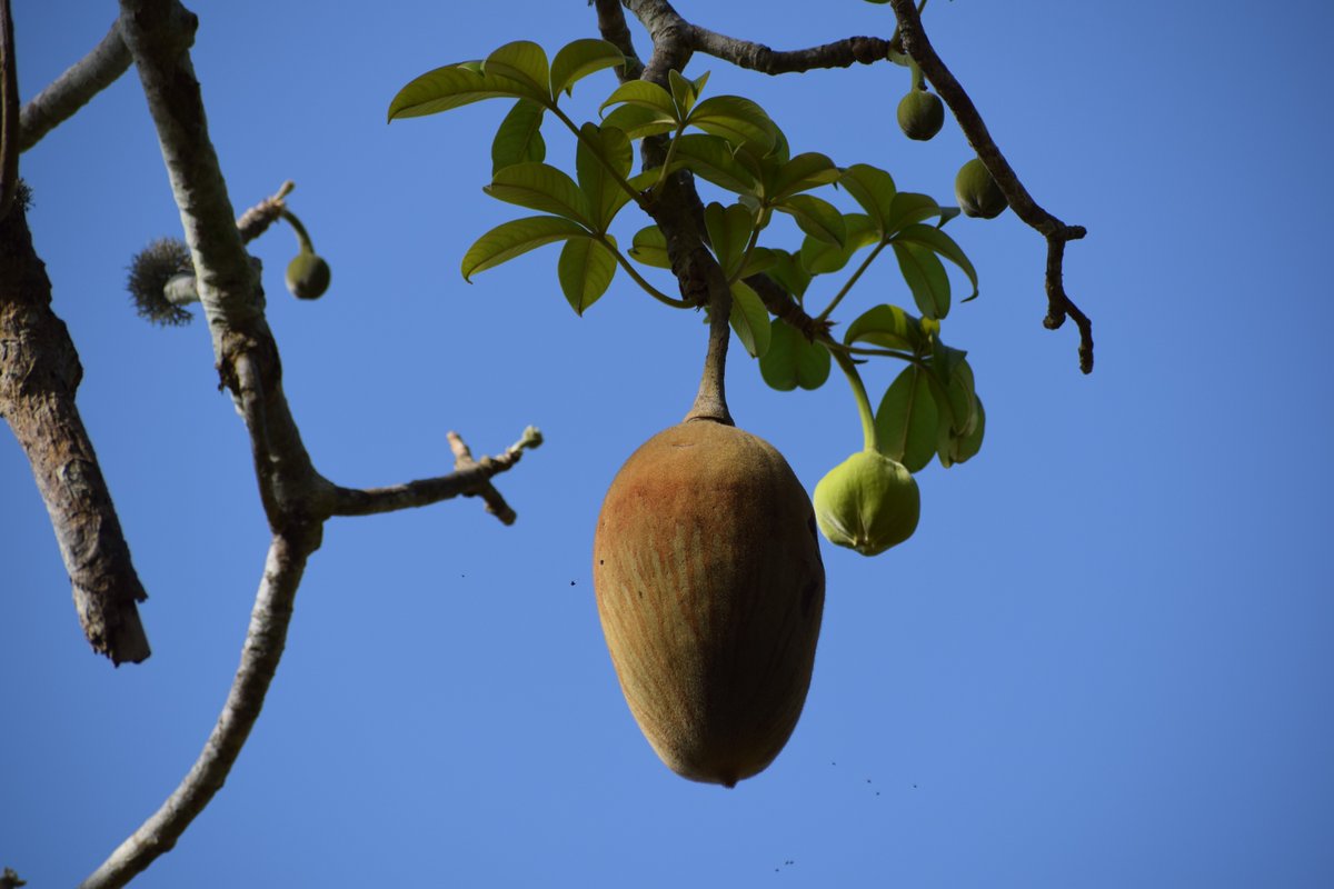 It's #InternationalDayofForests! To celebrate, we are higklighting Patrick Maundu’s project on the #endangered foodway heritage of the baobab #tree among the Mijikenda of coastal #Kenya. What do you think of the magnificent #baobab? #EMKP #MaterialCulture