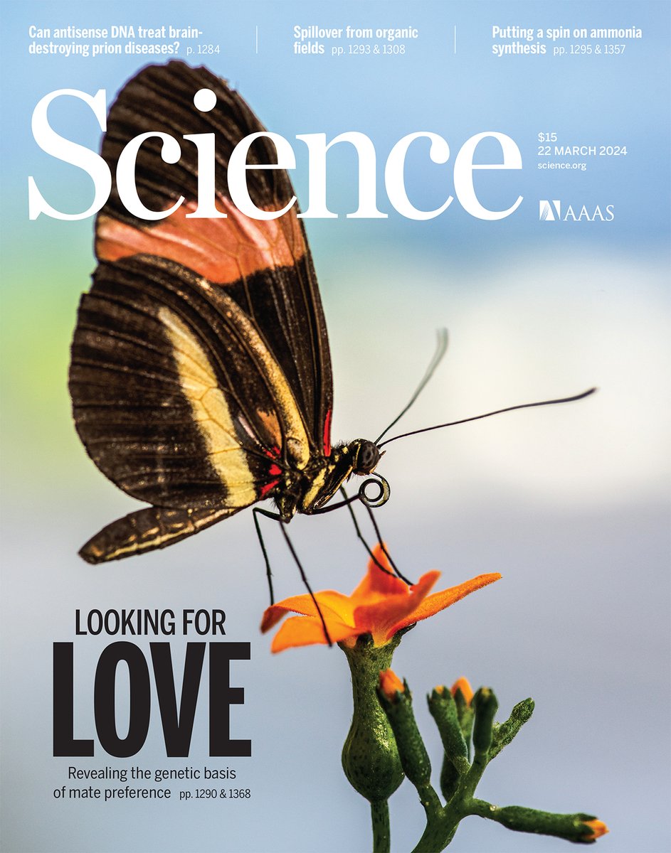 A particular gene plays a critical role in visual preference for mate choice between closely related Heliconius butterflies, a new Science study finds. Learn more in this week's issue: scim.ag/6j5