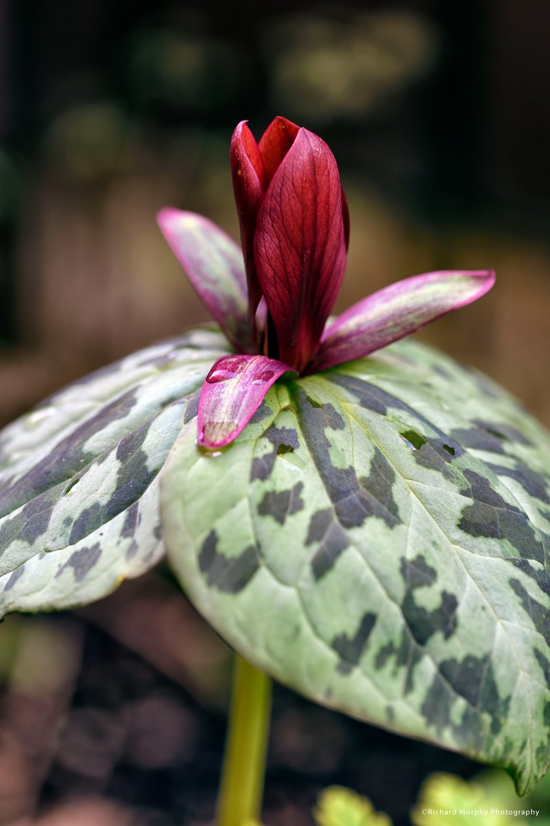 Lots of interest in the garden at present! Always great to see the spring ephemerals!

#garden #spring #springflowers #springgarden #springgardening #trillium #erythronium #narcissus #flowers #flowering