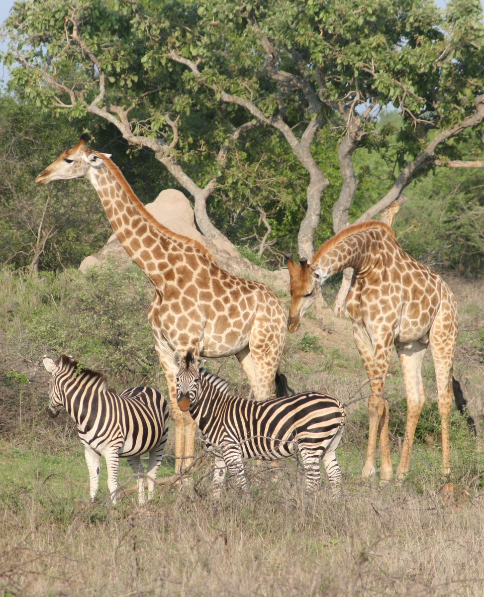 Talk about a wild get-together! 🦒🦓 Looks like the stripes have called a meeting with the spots—what do you think they're discussing? Best caption gets a shoutout in our stories! #SavannahSoiree #StripesAndSpots #WildlifeWhimsy #NatureLaughs #GiraffeGatherings