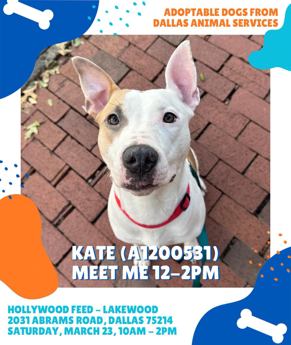 #AdoptDontShop
✨Meet 🐶 Kate 💖 & friends!
Adoption Event & Donation Drive 
🗓️ Saturday March 23 10am-2pm
🗺️ 2031 Abrams Road
#Dallas #Texas 75214
#FostersSaveLives #rehomehour #k9hour #RescueVillage