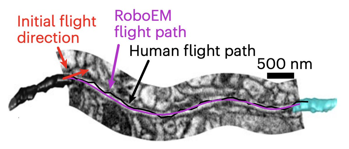 RoboEM from the Helmstaedter lab (@mh_lab) enables automated proofreading of EM datasets using a strategy akin to that of self-steering cars. This decreases the need for manual proofreading of segmented datasets and facilitates connectomic analyses. nature.com/articles/s4159…