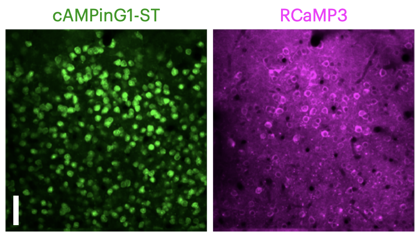 Masayuki Sakamoto and colleagues have developed improved green cAMP and red calcium sensors to facilitate dual-color imaging in vivo. These sensors will allow studying the relationship between calcium and cAMP signaling. nature.com/articles/s4159…