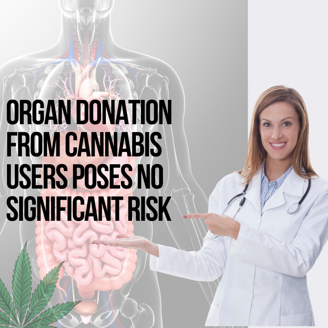 Study reveals no significant infectious risks from organ donations by marijuana users. 🩺🌿 #OrganDonations #MedicalMarijuana #HealthStudy
