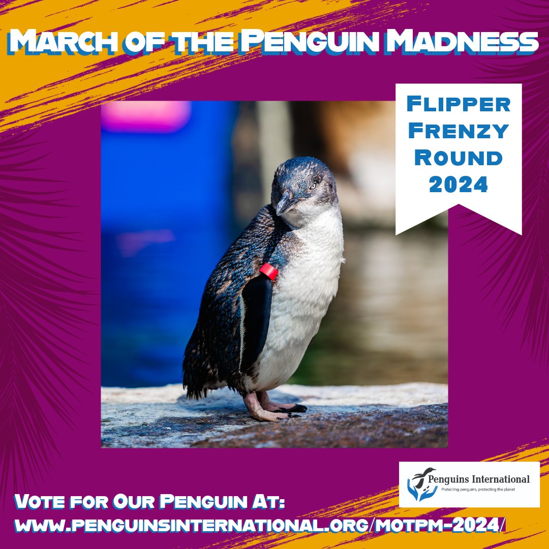 Go Meatloaf Go!!!! Meatloaf has made it to the Flipper Frenzy round! Thank you to everyone who voted for our Little Blue Penguin! Voting for the next round opens on Sunday, March 24. Live. Laugh. LOAF!