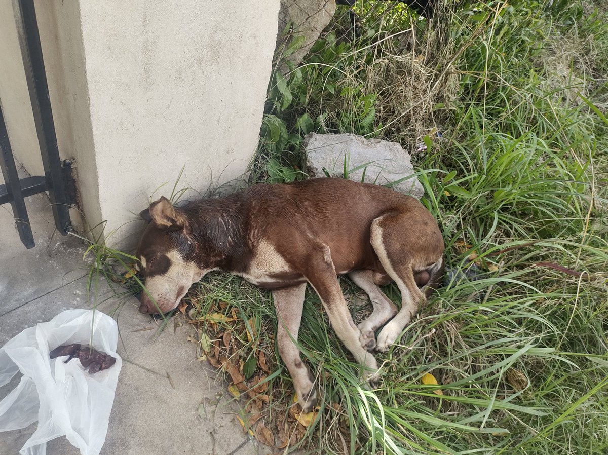 palta_pomelo's tweet image. Necesito ayuda para él, es un perro callejero, yo lo cuidaba y lo alimentaba, no puedo meterlo a casa porque tengo 7 perros y tres gatos, hoy lo agarro un Rottweilers y lo dejo así, los dueños del perro no se hicieron cargo, necesito un veterinario para el, yo en este momento