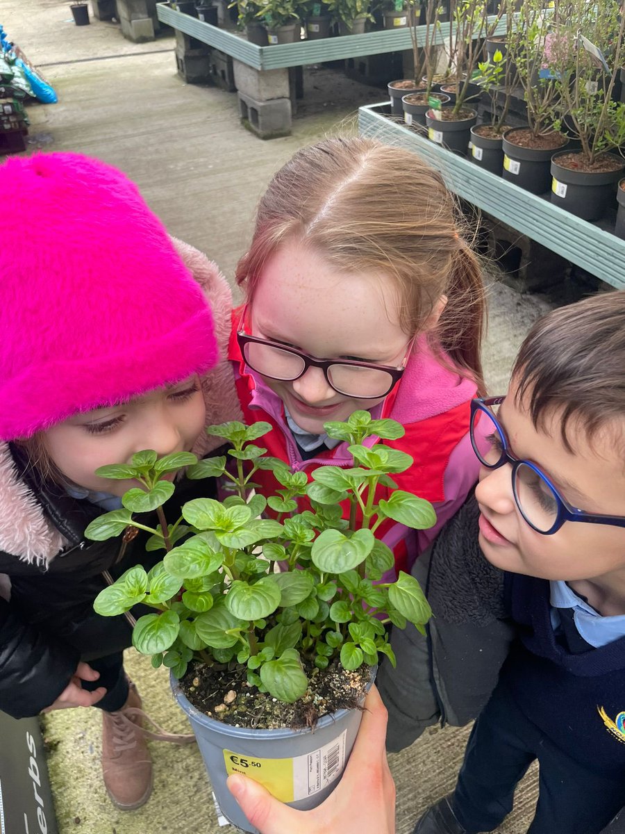 Ms Conroy’s and Ms Moran’s Senior Infants went to the garden centre today as they’re learning about seeds and Spring! Thanks to @Homebase_uk in Portlaoise for letting us look around!