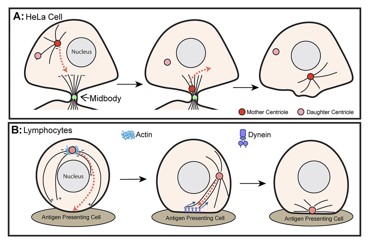 Journal of Cell Biology (@jcellbiol) on Twitter photo New Review: Matthew Hannaford <a href="/Hannmatt92/">Matthew Hannaford</a> and Nasser Rusan <a href="/RusanLab/">Nasser Rusan 🔬 ناصر الروسان</a> @nih_nhlbi summarize the direct and indirect transport mechanisms by which #centrosomes and #centrioles are positioned in cells. hubs.la/Q02qgz_p0
#Development #Cytoskeleton #CellCycle #CellDivision New Review: Matthew Hannaford <a href="/Hannmatt92/">Matthew Hannaford</a> and Nasser Rusan <a href="/RusanLab/">Nasser Rusan 🔬 ناصر الروسان</a> @nih_nhlbi summarize the direct and indirect transport mechanisms by which #centrosomes and #centrioles are positioned in cells. hubs.la/Q02qgz_p0
#Development #Cytoskeleton #CellCycle #CellDivision