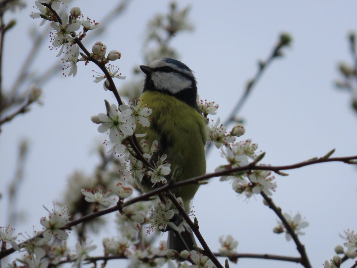 📌 Ashwellthorpe, Norfolk, England, UK Blue Tits (Cyanistes caeruleus) will often feed on flower pollen in early spring before their preferred food sources become more abundant. #BlueTit #birds #wildlife #wildlifephotography #nature #NaturePhotography #Norfolk #England #UK