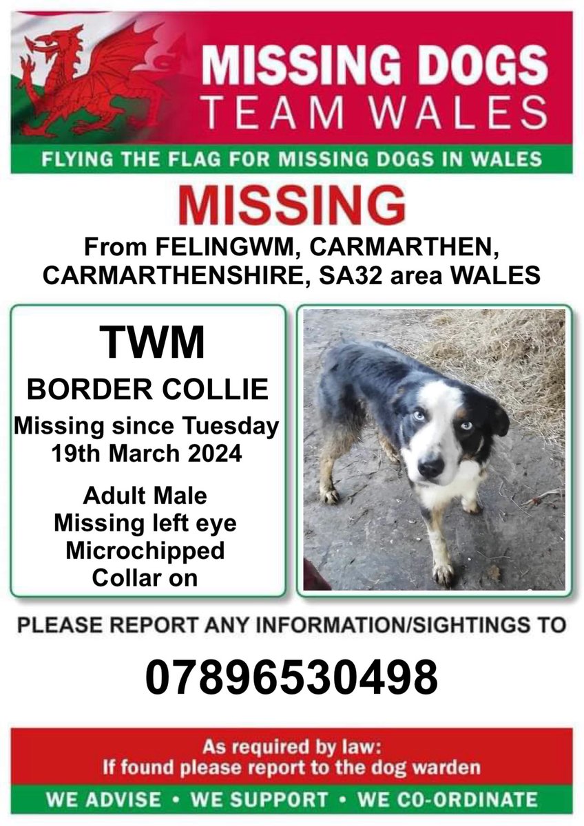 ‼️TWM MISSING FROM #FELINGWM, #CARMARTHEN, #CARMARTHENSHIRE, #SA32 area #WALES Since Tuesday 19 March 2024 Male #BorderCollie ‼️Microchipped ‼️PLEASE CALL THE NUMBER ON POSTER WITH ANY INFORMATION ‼️