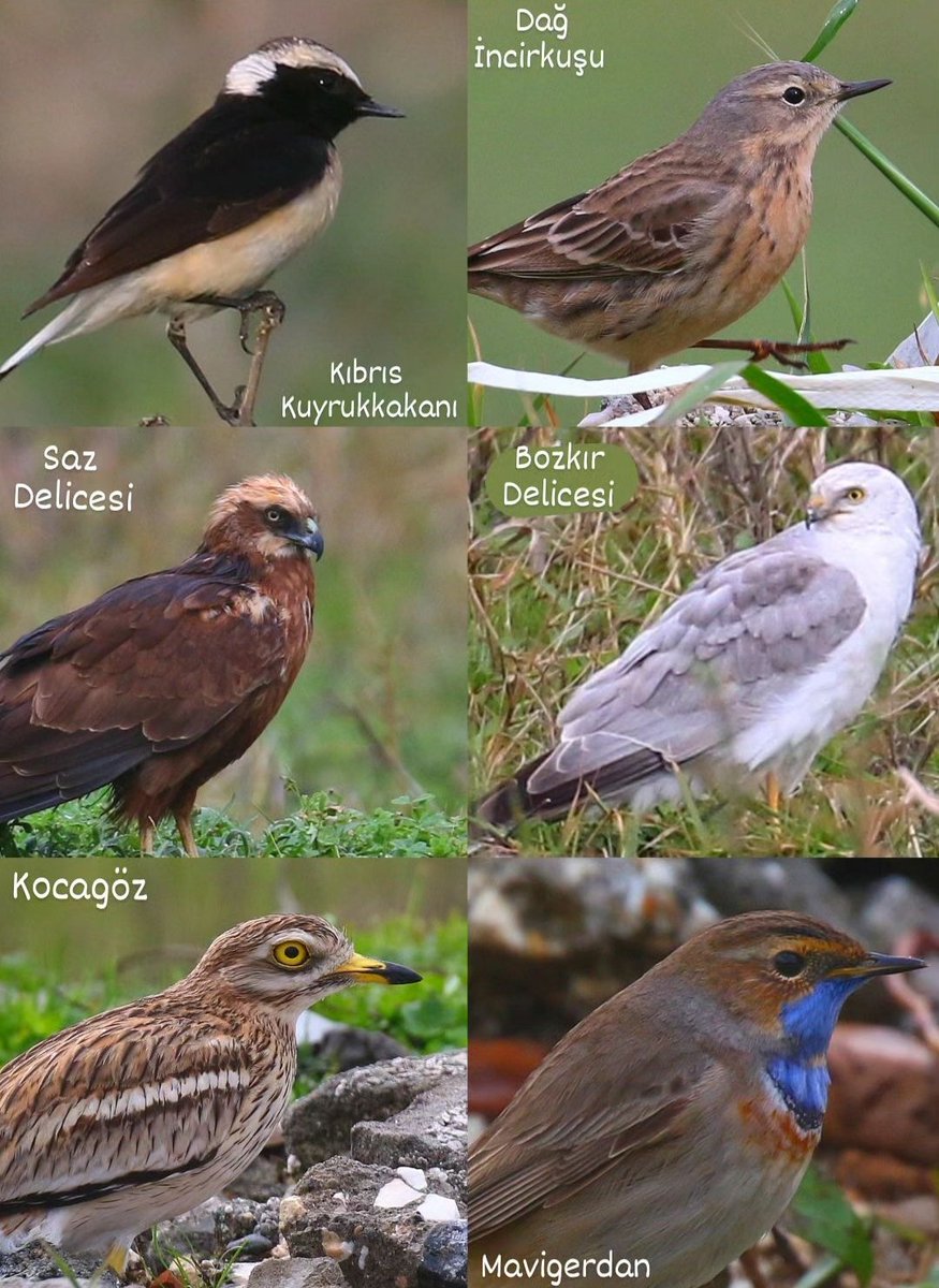 Hatay Milleyha'da mesai sonrası 2.5 saatlik gözlemde, 100'den fazla kuş türü gözlendi bugün...