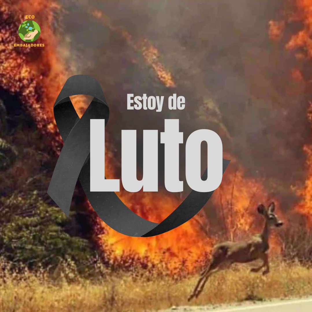 🤕 Luto por el Parque Nacional Henri Pittier

Con profunda tristeza, nos encontramos por los devastadores incendios que han azotado el Parque Nacional Henri Pittier.

#HenriPittier #SalvemosNuestrosParques #NoMásIncendios