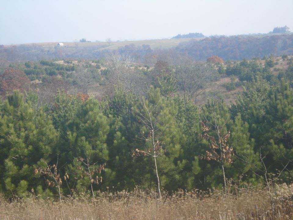 Minnesota hunting lease now available on HLRBO!

380 acre turkey hunting property near Lanesboro, in Fillmore county, Minnesota.   There is a restored 1860's log cabin on the property. $750 per season for group of up to 4. 8 miles of logging trails. Located between Crooked Creek