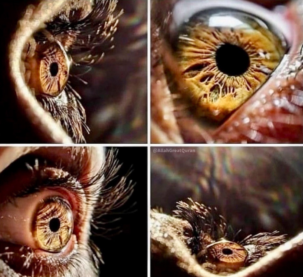 Micro Photography of human eye 'See the creation of Allah and say Allahu’Akbar.