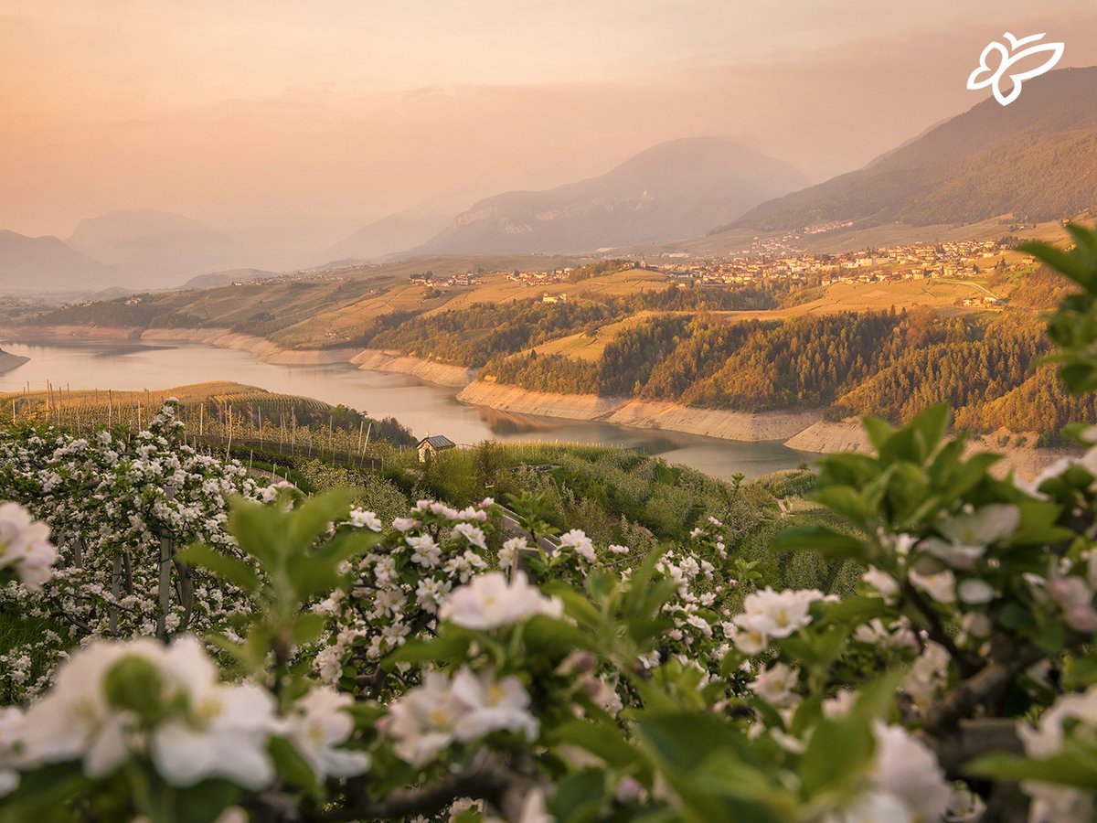 All the vitality of spring 🌼 Enjoy an Easter holiday that smells like spring in the suggestive Trentino ➡️ tinyurl.com/Easter-in-Tren…

[📍 @ValdiNon |📷 D. Marini]
#visittrentino #trentinowow #springintrentino