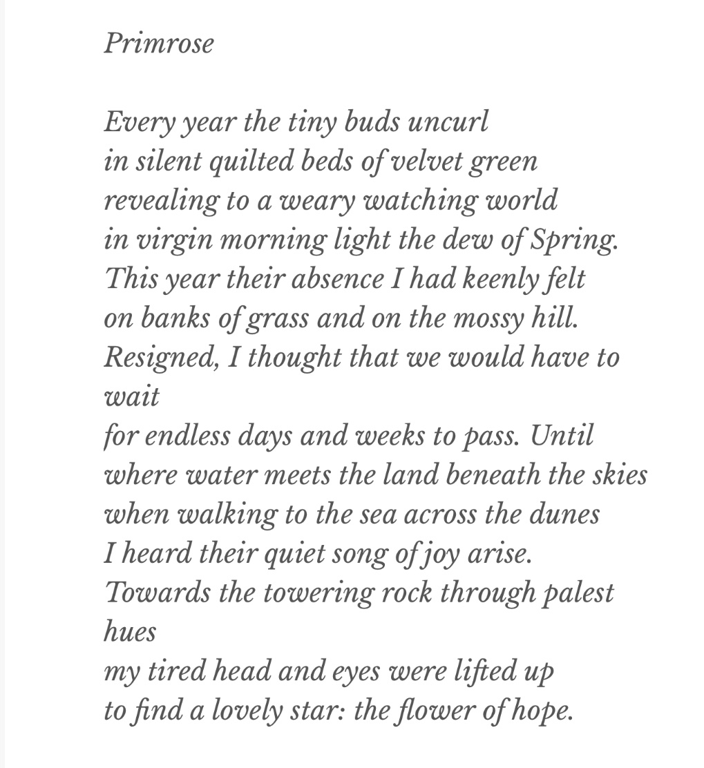 A floral tribute: my sonnet ‘Primrose’ for #PoetryDay2024 #SpringEquinox #InternationalDayOfHappiness More Primrose Poems at my blog writinghome.blog/2021/03/07/pri…