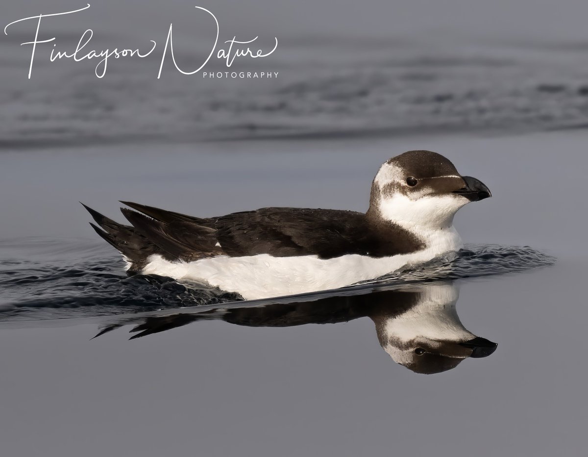 It's not often that the open sea is so calm that you can get these wonderful reflections. Razorbill @GibMarine on migration towards the Atlantic @FinlaysonGib @GibGerry @gonhsgib @cortes_john @InfoGibraltar @_BTO @TheSeabirdGroup @Natures_Voice @bbcwildlifemag @BBCEarth