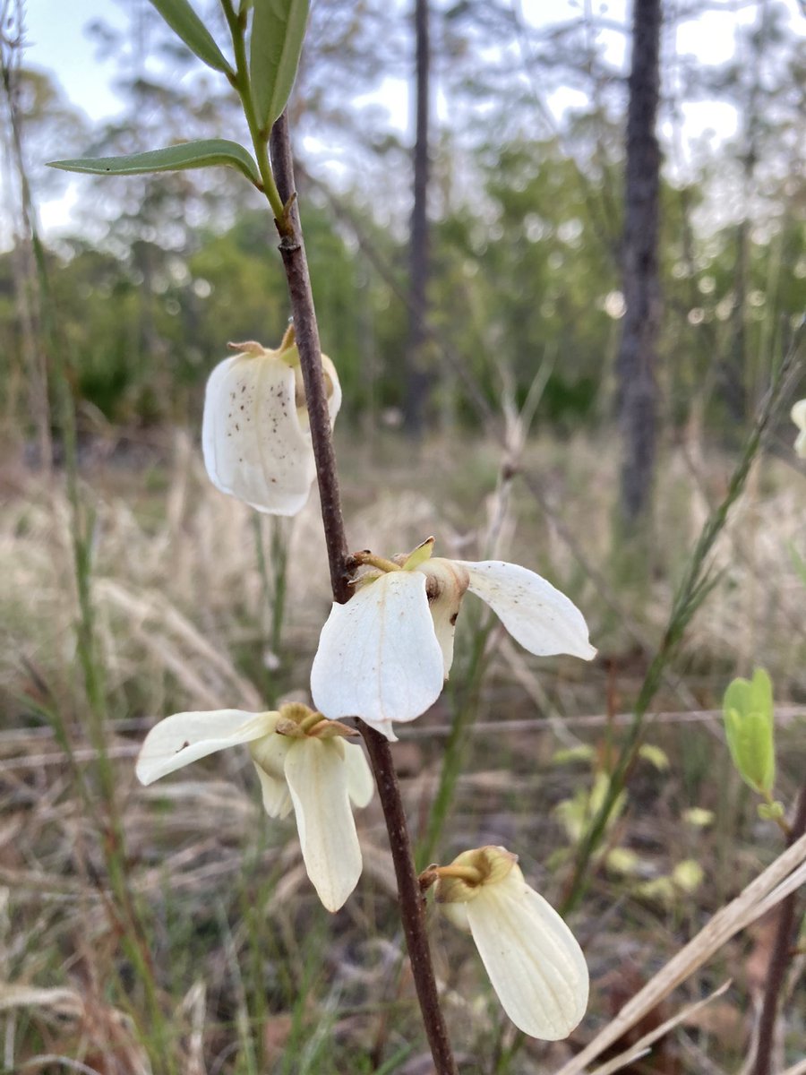 Did a morning walk in the USF forest preserve, checking some prescribed burn areas and found some lovely springtime flowers. Even spotted an orchid!
