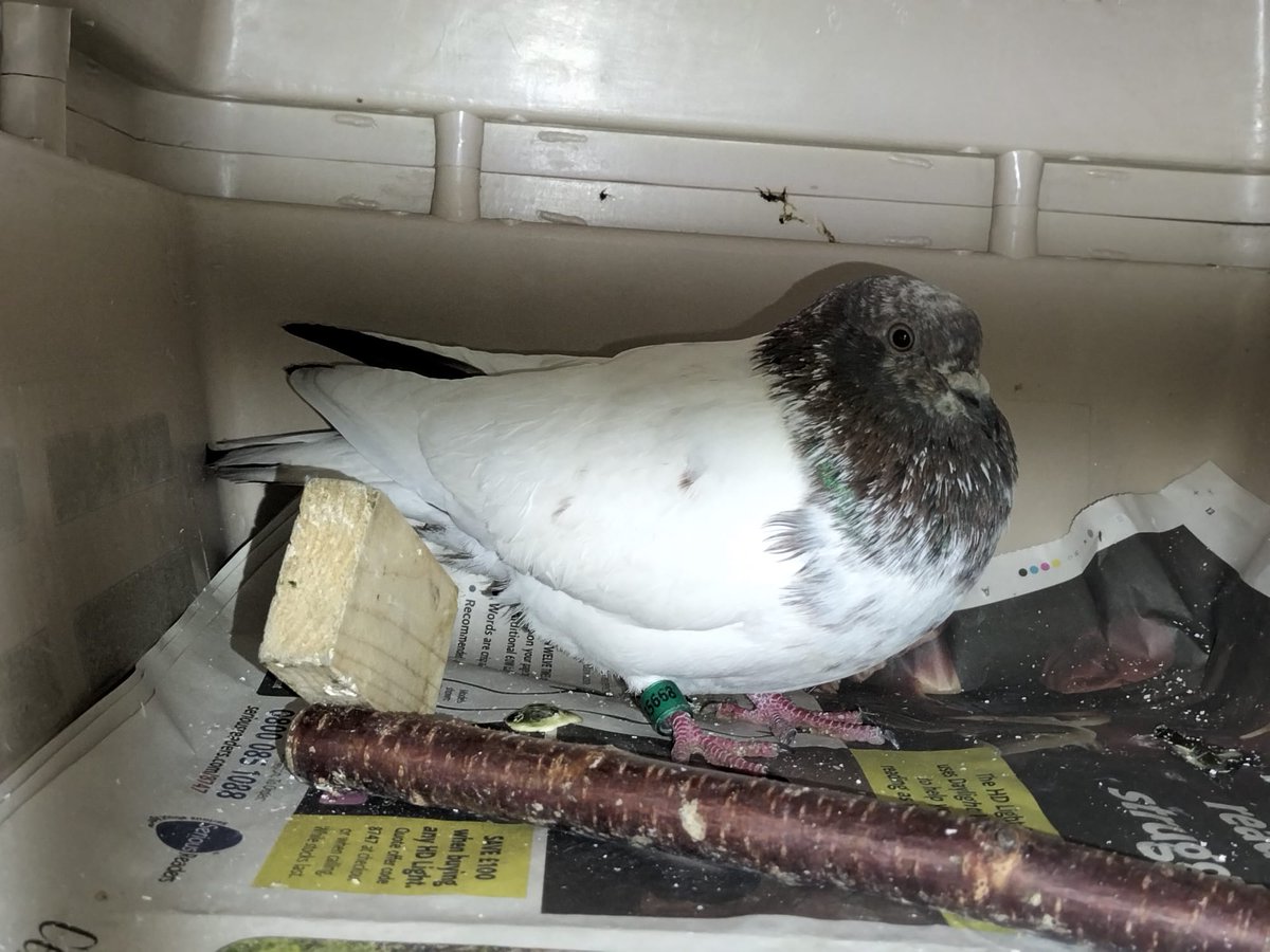 PLS RTW and lets get this little one home - A very special pigeon that number suggests it came from Iran but was found grounded in Chester yesterday and now in our care. Please contact us via email stapeley@rspca.org.uk with proof of ownership. @RSPCA_official @official_rpra