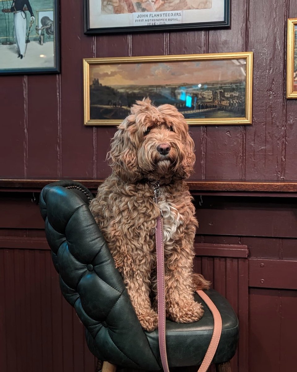 Had a ruff day? Why not come and pet a fluffy dog and have a pint, that’ll surely help! 🐶🍻 #thirstythursday #pub #pubdog #dogfriendly #dogsofinstagram #cutedogs #greenwich #se10