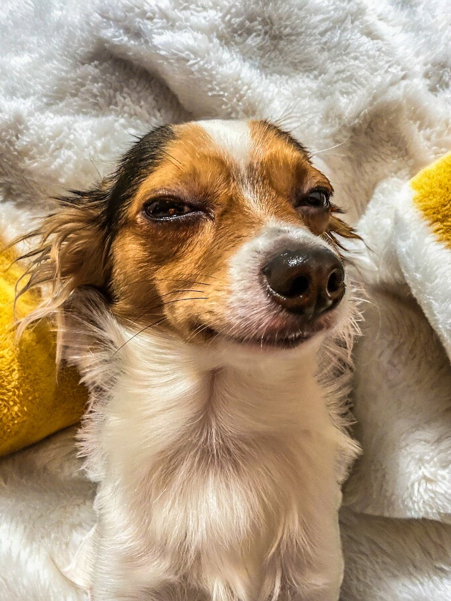 mdvrebasta's tweet photo. C’è chi per un vaccino sembra #sid del’#eraglaciale povero 😂😂😂
#vaccino #dog #doglife #vaccinodog #chihuahua #photo #photograpy #comment #like #animal #animals #cane #lovedog #dogslover #loveabinal #animali #animale #friend #littlefriend https://t.co/fdOrKbhMED