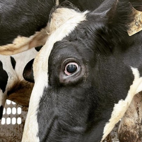 The face of Canadian #dairy ~ She has been bred into existence. She has been sexually violated. She has had all her calves stolen, and once she is no longer profitable, they will take her flesh, by taking her life.

📸Pia Sarker ~ truck full of Mothers arrives at a slaughterhouse