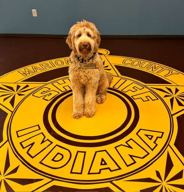 🐾 Introducing our newest furry colleague, K9 Joey!🐾 Joey is an Australian Labradoodle and trained therapy dog who is owned by MCSO Reserve Lieutenant Jonathan Kempler. Joey has been assigned to the MCSO Peer Support Team.