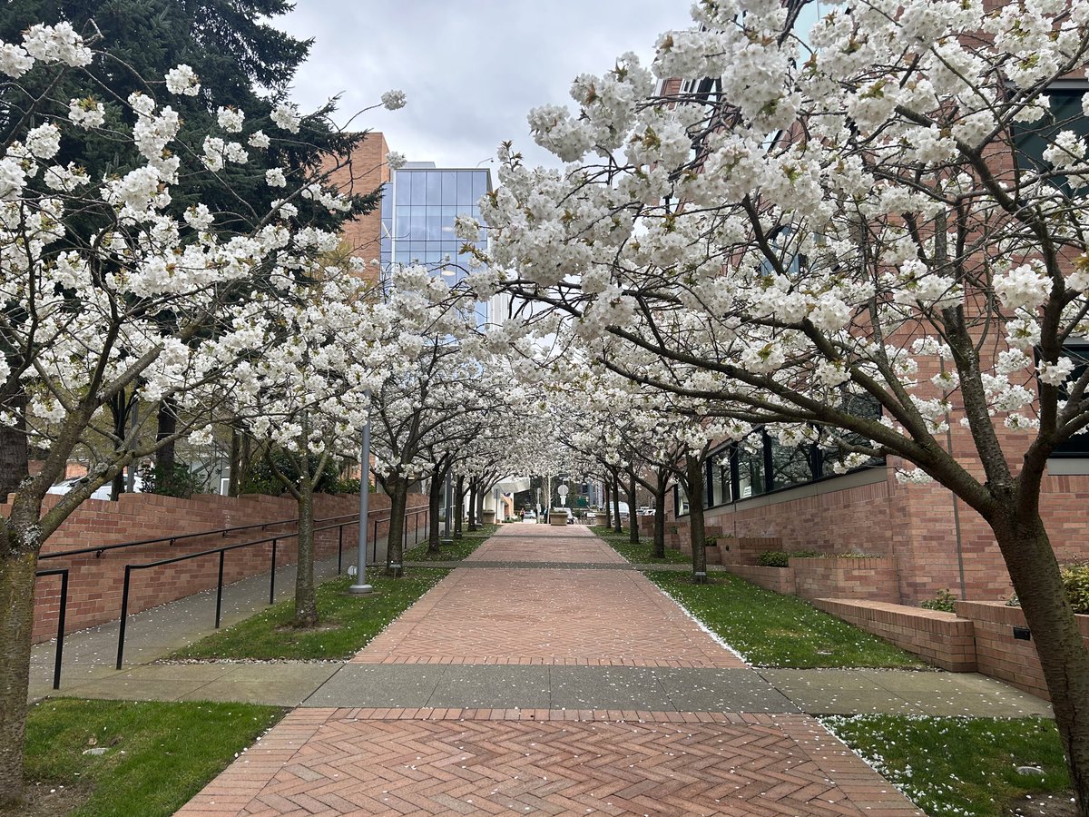 Chased down cherry blossoms 🌸 in DC earlier this week, only to find them in full bloom right here on the @fredhutch campus! 😂