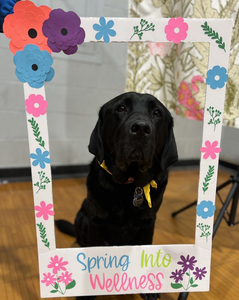 Mister_Diggle's tweet photo. Never forgot to take care of yourself and that you matter! Loved hanging out @LocklandLocal Spring Into Wellness fair tonight! #diggledog #workingdog #facilitydog #youmatter #springintowellness #ishouldbenapping #ilovemyjob https://t.co/bLP5g1RkrH