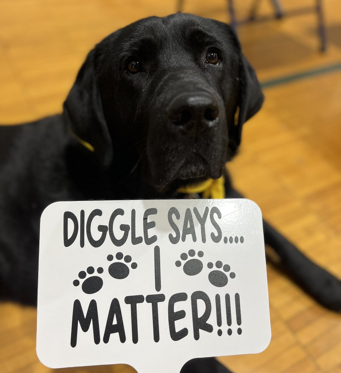 Mr. Diggle (@mister_diggle) on Twitter photo Never forgot to take care of yourself and that you matter! Loved hanging out <a href="/LocklandLocal/">Bob Longworth</a> Spring Into Wellness fair tonight! #diggledog #workingdog #facilitydog #youmatter #springintowellness #ishouldbenapping #ilovemyjob Never forgot to take care of yourself and that you matter! Loved hanging out <a href="/LocklandLocal/">Bob Longworth</a> Spring Into Wellness fair tonight! #diggledog #workingdog #facilitydog #youmatter #springintowellness #ishouldbenapping #ilovemyjob