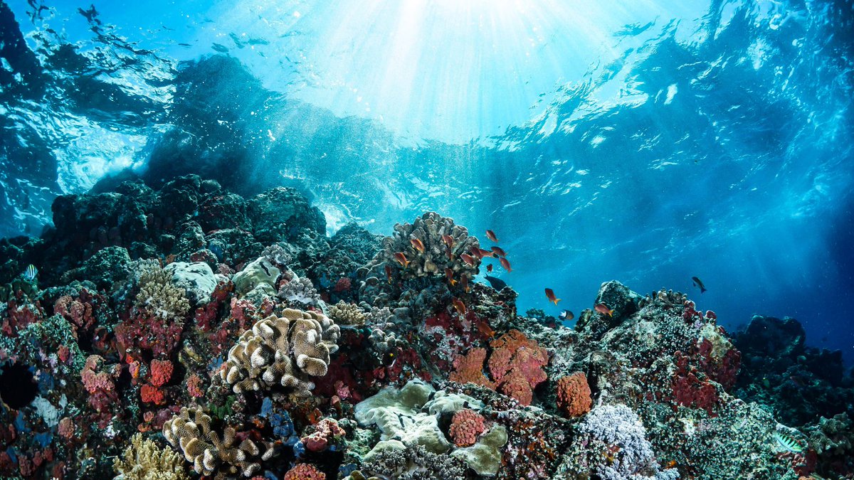 AELERT (@aelertsec) on Twitter photo Today is UN #WorldWaterDay highlighting the importance of fresh water and its sustainable management 💦
Australia's freshwater and marine ecosystems also need our help. Visit the <a href="/gbrmarinepark/">Great Barrier Reef Marine Park Authority</a> website to discover the new Reef Blueprint 2030.
bit.ly/3x67n26 Today is UN #WorldWaterDay highlighting the importance of fresh water and its sustainable management 💦
Australia's freshwater and marine ecosystems also need our help. Visit the <a href="/gbrmarinepark/">Great Barrier Reef Marine Park Authority</a> website to discover the new Reef Blueprint 2030.
bit.ly/3x67n26