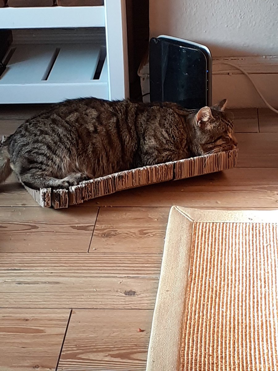 This is Tabby. He went missing from his home in Plumstead over 2 years ago. I miss him deeply, so please, if you think there's a chance you've seen him, no matter how tiny, PLEASE send me a message!!
#MissingCatsDay