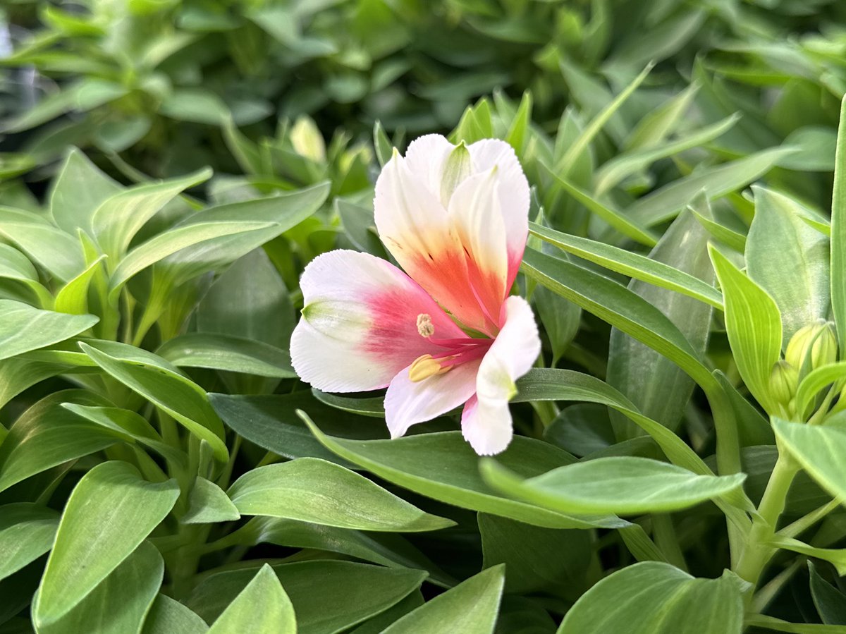 Alstromeria buds have slowly started to open… ✨ Only three weeks until sale time!