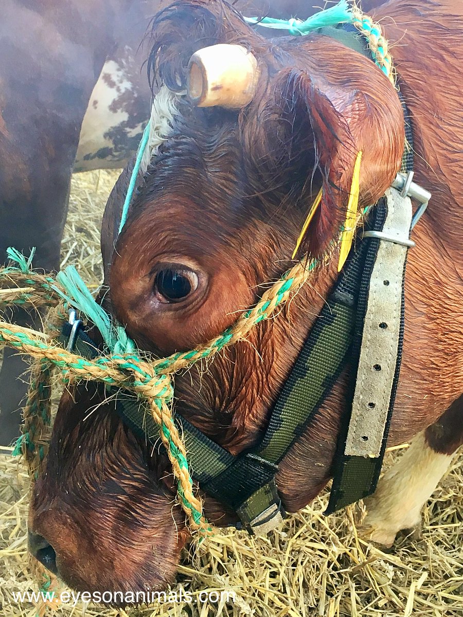 Eyes_on_Animals's tweet photo. Het is ons oprecht een raadsel, dat er mensen zijn die hier van kunnen genieten.
Dieren, van jong tot oud, die zo overduidelijk doodongelukkig zijn.
Evenementen met dieren: stop ermee!
#paasveemarkt #dikbil https://t.co/l6dNX3DyiX