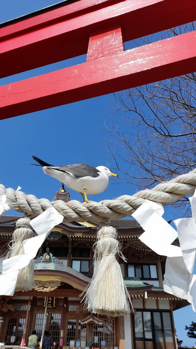 青森県 蕪嶋神社⛩️に来ました。

海猫の聖地。

さながら鳥タイプのポケモンジムみたいですw

何羽いるんでしょう😅

海猫さんの間をすり抜けながら、無事360GST稼がせていただきました。

ちなみに、
神社を３周歩くと、運が付くそうです。

『ウン💩』が付くそうです。笑

本日も楽しくSTEPN