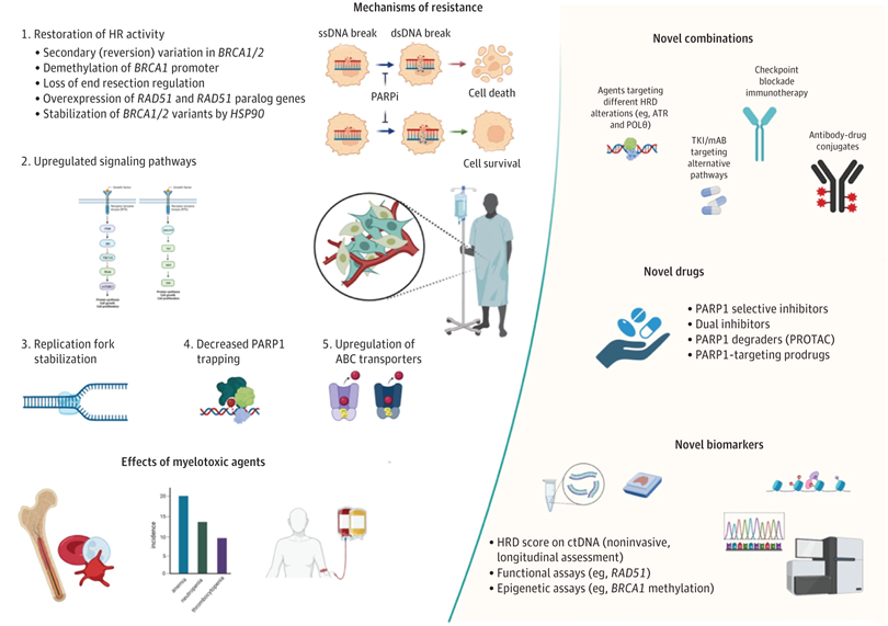 🙌Just out on @JAMAonc our review on PARPi for #breastcancer Many steps have been made in the last 20 yrs; a vast amount is left waiting to be explored. Great team effort led by @DFCI_BreastOnc and @IEOufficiale. Link 👉 jamanetwork.com/journals/jamao…