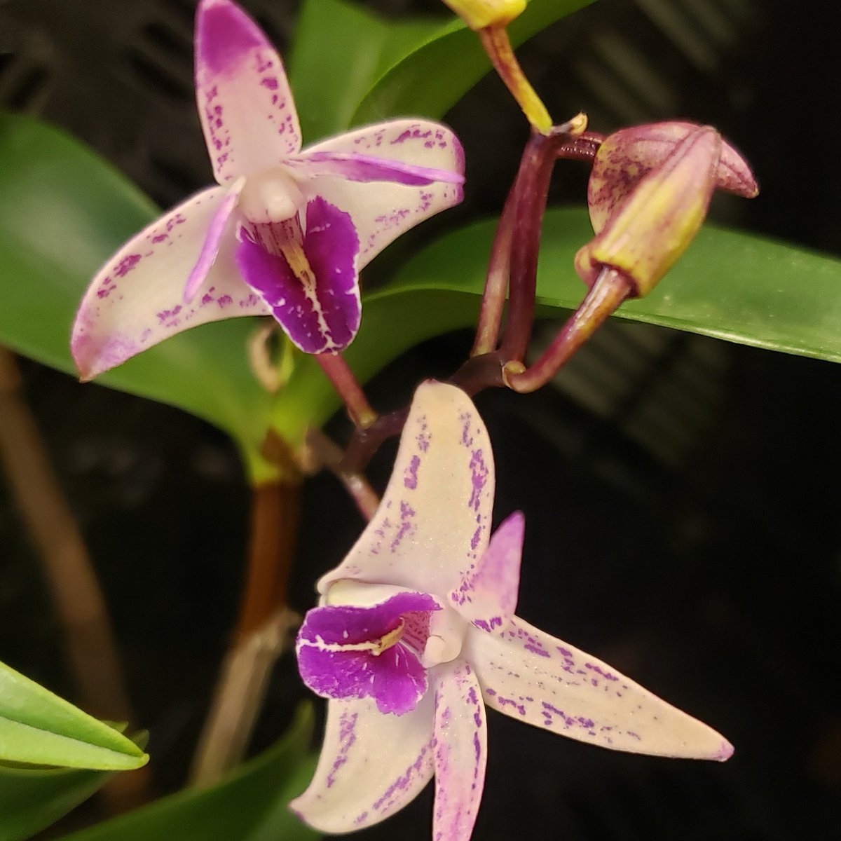 Dendrobium kingianum Den. Purple Zip x Den. King Zip One was just awarded at Hilo Judging Center. Australian Dendrobium, easy to grow! More information on care: bit.ly/3PUHmcT #orchid #flowers