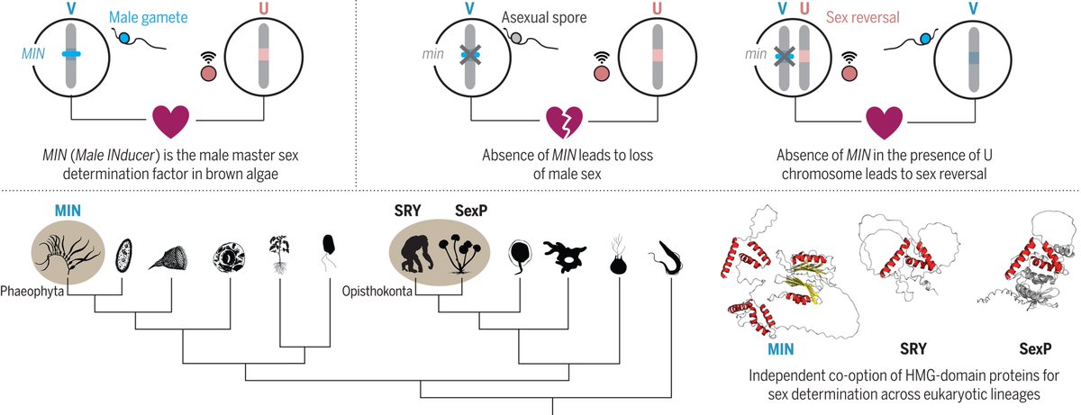 Did you know that sex determination in brown algae and animals shares a fascinating connection? 🌊 Our latest study reveals how HMG-box genes independently drive male sex determination in these distant organisms. 🧬 Take a deeper dive into the paper here: doi.org/10.1126/scienc…