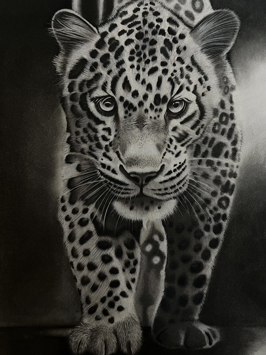 Graphiteartz's tweet image. My leopard drawing! 

Let me know what ya think! 

#Charcoaldrawing 

11x14 (Available for purchase) 

#Handdrawn