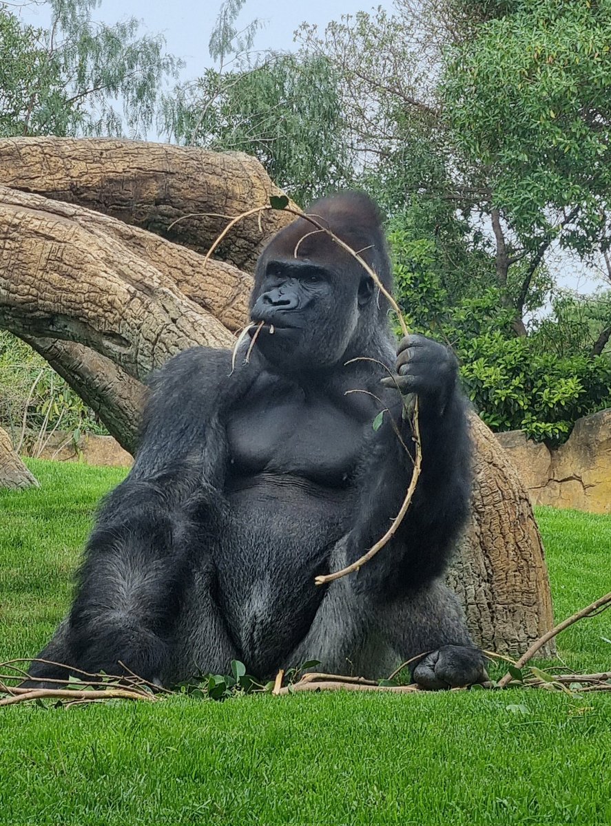 today was a good day

took the fam out to the zoo and enrolled this ape at the academy

pretty degenerate innit