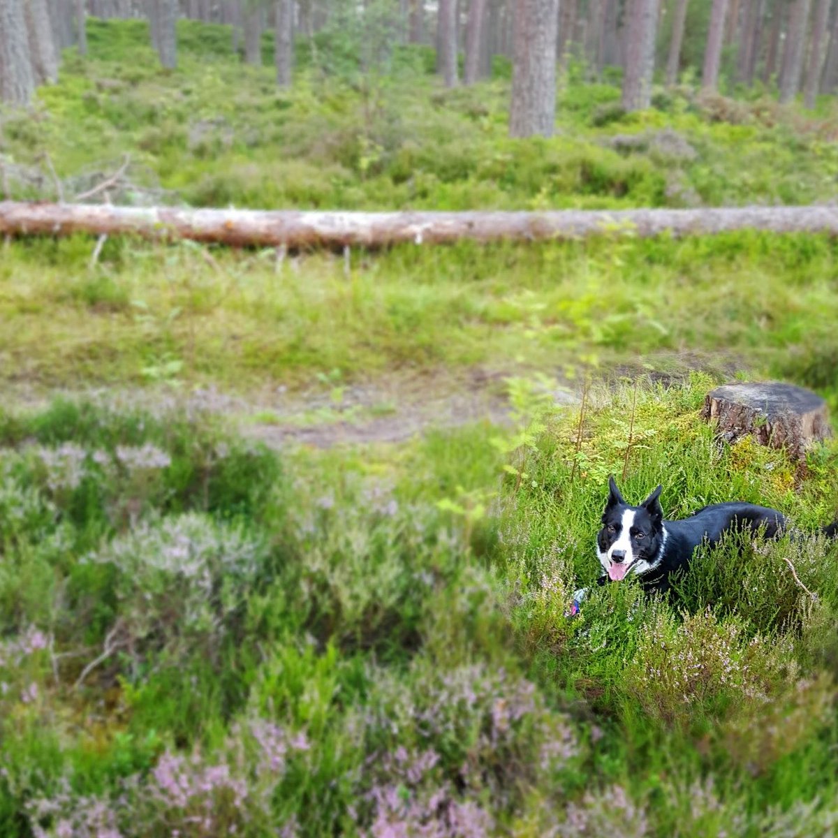 Check out Erin's guide to the best dog friendly cafes, pubs and activities in Aviemore: igloo.scot/blog/dog-frien… #dogfriendly #visitcairngorms #visitaviemore #dogswelcome