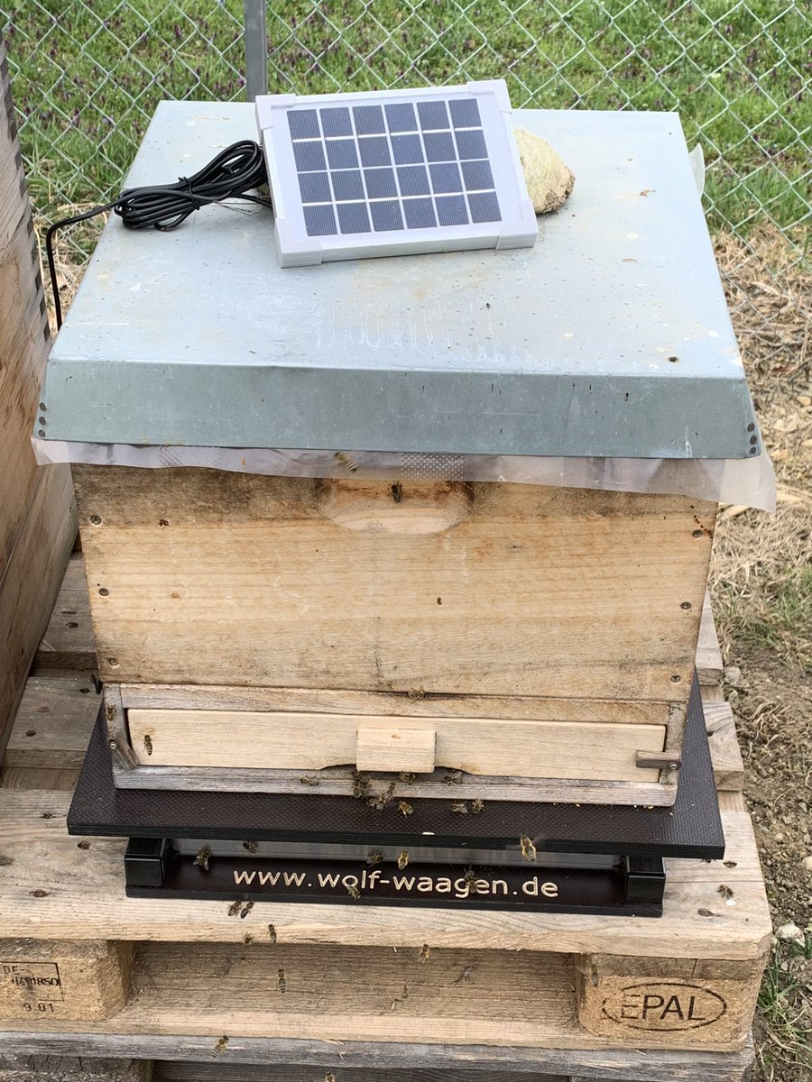 Selbst Bienen nützen ihre Dächer für PV. Die Energiewende nimmt Fahrt auf. 🐝🐝🐝