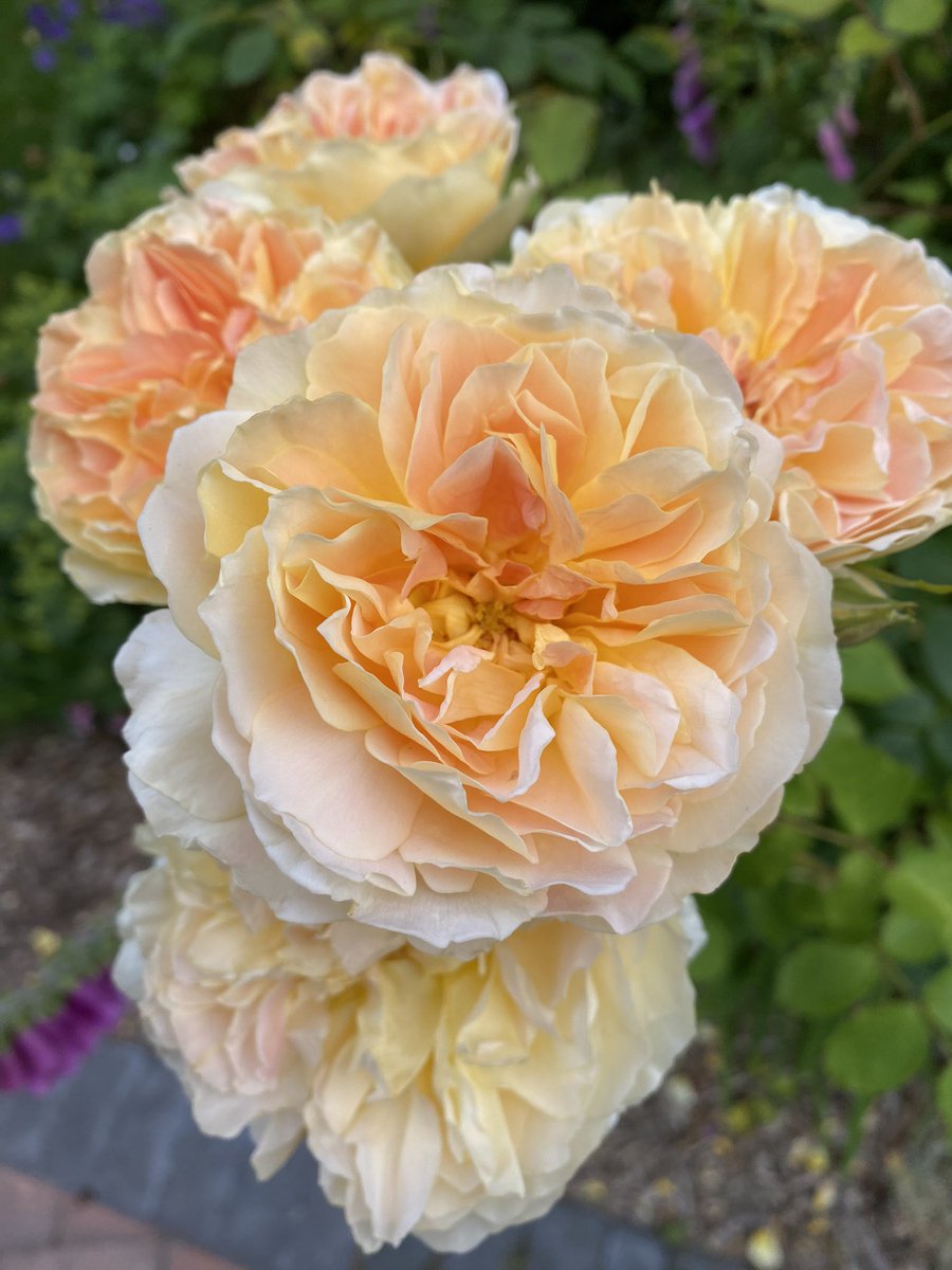 Happy #ThrowbackThursday #RoseADay #GardeningX #Roses