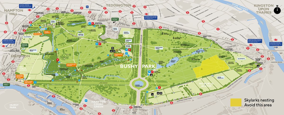 If you're heading to Richmond Park or Bushy Park then you should note there are skylark protection zones where dogs must be kept on leads &amp; visitors are asked to keep to certain paths.

This is to prevent disturbing nesting skylarks 🐦

Read more, here ▶️ bit.ly/3T9TqYh.