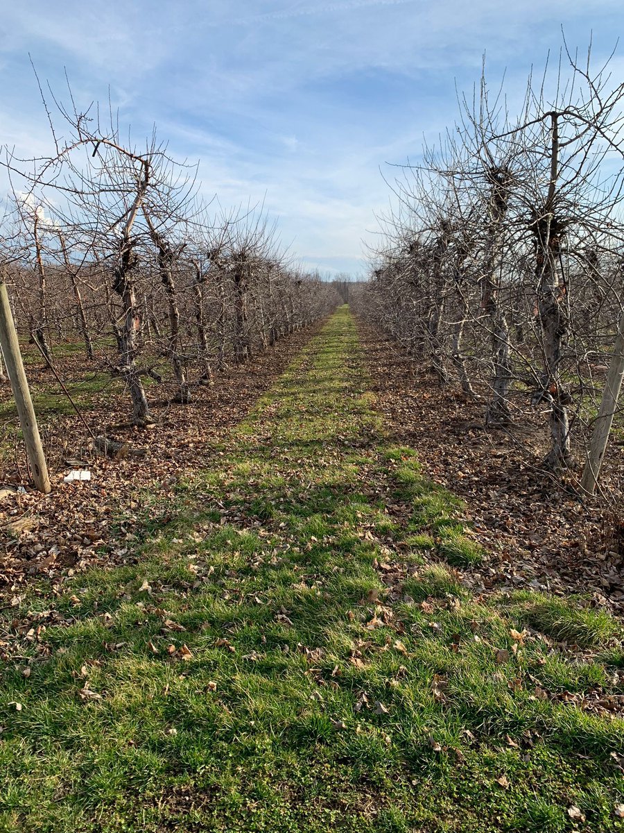 UFWupdates's tweet photo. These  NY state apple trees were recently pruned. It’s a dangerous job because workers use chainsaws, pruning scissors, and climb ladders to prune the highest branches. #WeFeedYou https://t.co/F5Ksr3101x