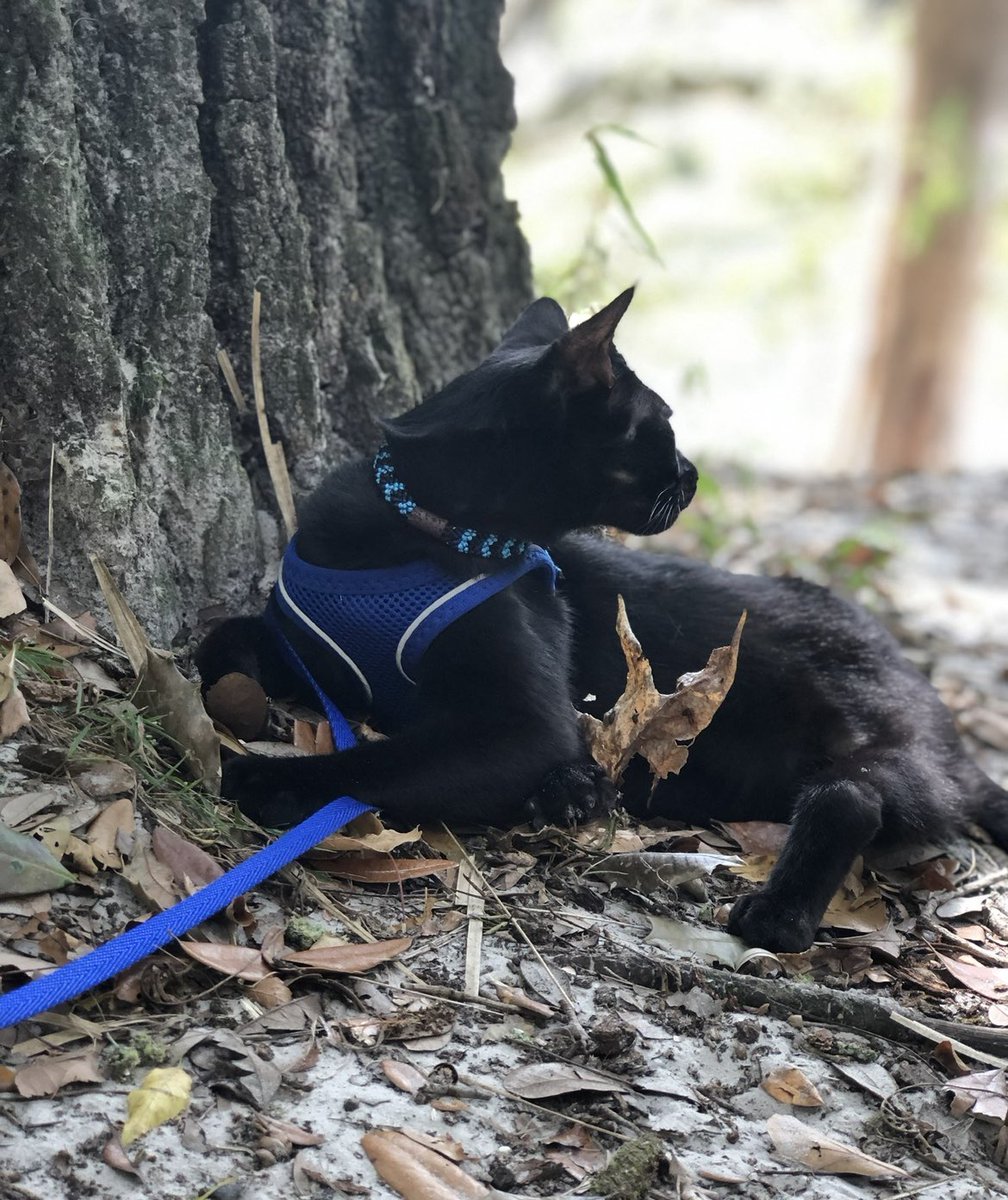 Even an avid hiker like me needs to take a moment to rest against the trees. This one told me a few secrets and I am keeping them to myself. 💙🐾🍃 #cat #thursdayvibes #KittyTwitter