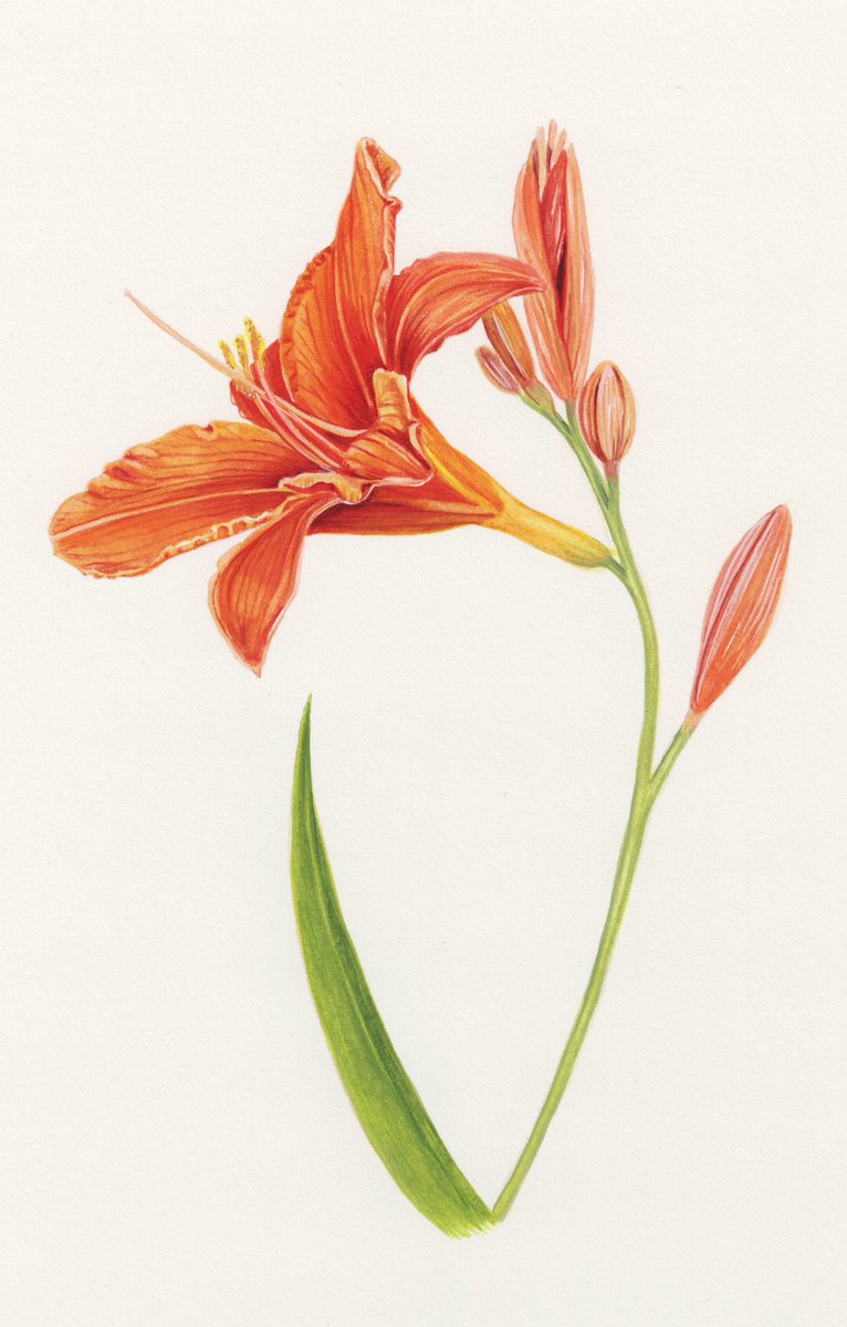 Since it’s #NationalFlowerDay here is my Day Lily illustration. Did you realise the petals are edible? 
#edibleflowers #botanicalillustrator