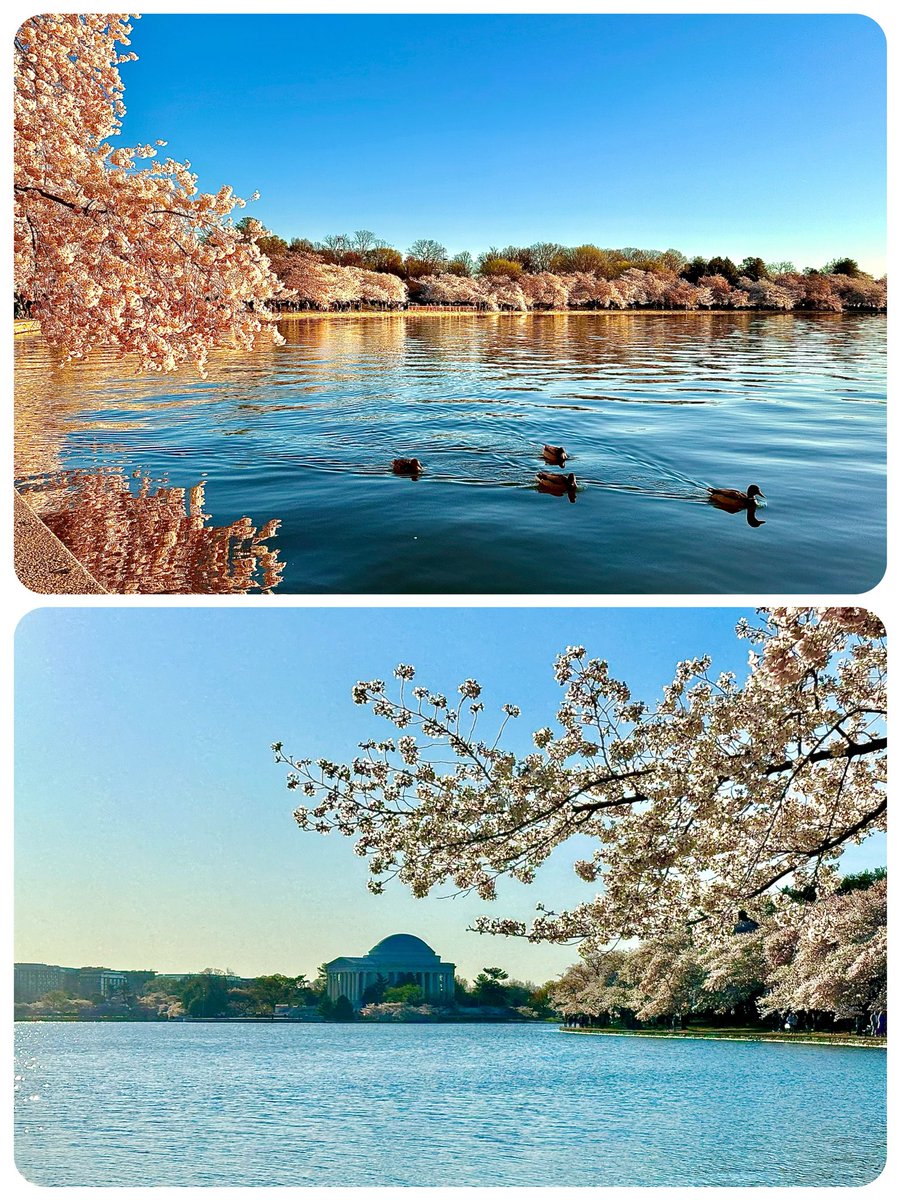 A group trip to the DC Cherry Blossom festival 🌸 Full bloom this week!