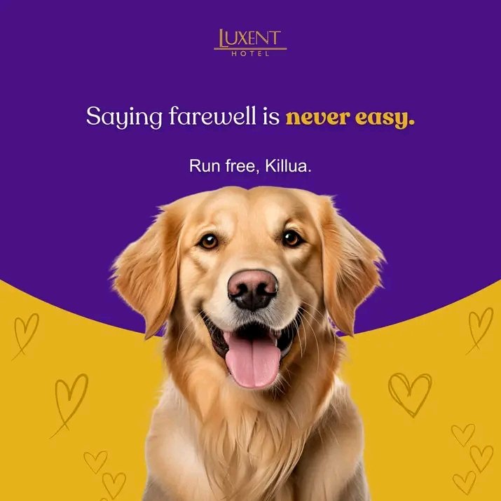 SunWild1818's tweet photo. runfree #Killua 
#JusticeforKilua 🙏 https://t.co/I5DHHkVBkK