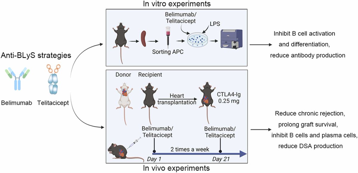 BLyS inhibitors were effective in inhibiting B-cell activation/differentiation, reducing antibody production & prolonging allograft survival. BLyS inhibitors could be used for prevention of chronic rejection in practice. cc @ahajduczok @rachkataria 🔗 jhltonline.org/article/S1053-…